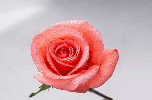 白玫瑰真正的花语（红玫瑰的花语是什么）